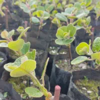 نهال کیوی پایه خیاری پیوند از شاخه پربار۳۰۰تومن