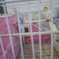 عروس هلندی|پرنده|تربتحیدریه, فتح المبین|دیوار