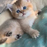 بریتیش گلد|گربه|رشت, گلباغ نماز|دیوار