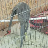 جوجه عروس هلندی سینامون ماده|پرنده|اهر, |دیوار