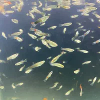 گوپی دونه ده تومن|ماهی|هشتگرد, فاز ۳ مهستان|دیوار