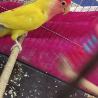 نر ماده طوطی بریزیلی درهویزه