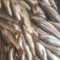 فروش ماهی رودخانه