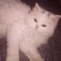 گربه ملوس