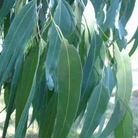 انار و اوکالیپتوس  و زیتون تلخ ریشه باز|گل و گیاه طبیعی|گنبد کاووس, |دیوار