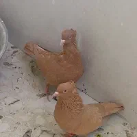 کبوتر زرد|پرنده|فسا, |دیوار