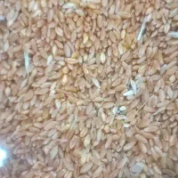 فروش گندم دروم شبرنگ ودهدشت