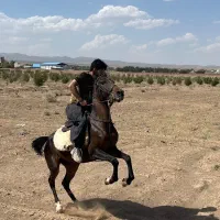 اسب