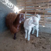 بزغاله ماده فروشی