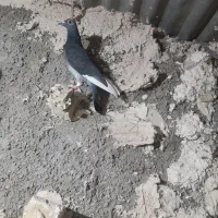 کبوتر پرشی|پرنده|تربت‌حیدریه, پائین ولایت|دیوار