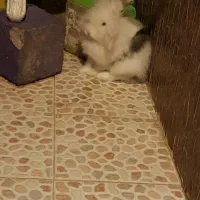 خرگوش