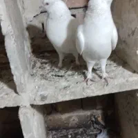 یه جفت کله ای