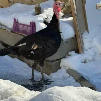 بوقلمون محلی