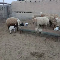 چند عدد گوسفند زاییده داشتی|حیوانات مزرعه|هندیجان, |دیوار