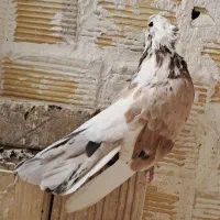 کبوتر رنگی،نوک قنار نوک ریز|پرنده|بروجن, |دیوار