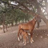 مادیان ۴ ساله با کره یک ماهه|اسب و تجهیزات اسبسواری|خرمآباد, |دیوار