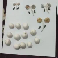 اصل تضمینی|جواهرات|پرند, فاز ۶|دیوار