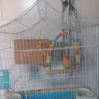 طوطی برزیلی جفت|پرنده|ری, شهادت|دیوار