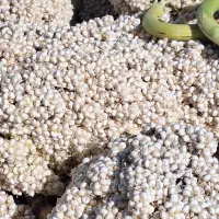 ذرت واسه ارد خوراک دام|لوازم جانبی حیوانات|ریگ ملک, |دیوار