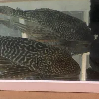 لجن خوار بزرگ