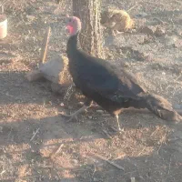 بوقلمون نرمحلی|حیوانات مزرعه|روانسر, |دیوار