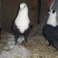 کفتر کلاغ کربلایی .کله سفید جوجه کلاغ کربلایی