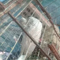 کبوتر کله ای بلند