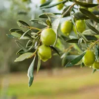 زیتون سیاه و سبز روغنی|خوردنی و آشامیدنی|قم, بنیاد|دیوار