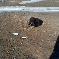 توله سگ محلی