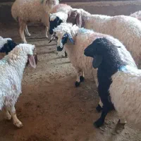 صدراس بره نرپای پروار