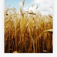 25کیلو گندم آبی تمیز پیش گام