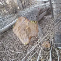 خرید درخت هرص کاری  عمده خرده به قیمت بالا|خدمات باغبانی و درختکاری|خسروشاه, |دیوار