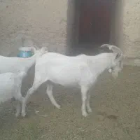 فروش چبش سانن