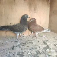 جوجه حسابی|پرنده|قم, ولیعصر|دیوار