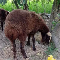 بره|حیوانات مزرعه|آزادشهر, |دیوار