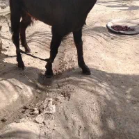 گوسفند