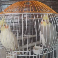 عروس هلندی