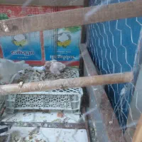 کفتر طوقی زردو سرخ گم کردم