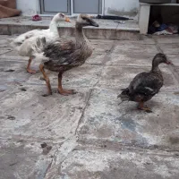 جوجه .غاز . اردک اسرائیلی. اردک نما نر و ماده .|حیوانات مزرعه|بندر انزلی, استادیوم|دیوار