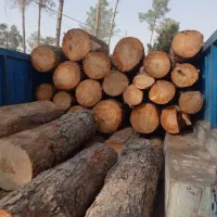 خرید تخصصی چوب درختان همراه بابرش رایگان در لرستان|خدمات باغبانی و درختکاری|خرمآباد, |دیوار