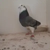 کفتر کبوتر اس