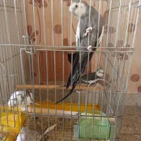 عروس هلندی مولد