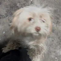 سگ گمشده حوالی مایان کوی اطلس