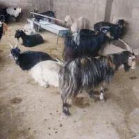 9راس بز ترکی|حیوانات مزرعه|شوشتر, |دیوار