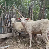 ۲ راس گوسفند نر رومن نژاد خالص آداپته با چرای آزاد|حیوانات مزرعه|کرج, کوی کارمندان شمالی|دیوار