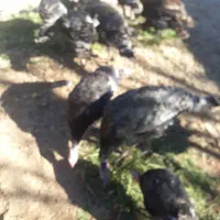 فروش بوقلمون ۱۲ عدد