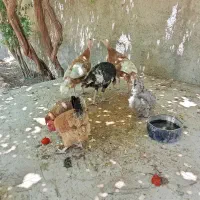 بوقلمون و مرغ