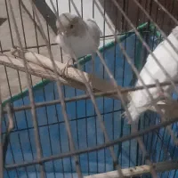 جفت قناری|پرنده|بندرعباس, |دیوار