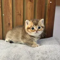 گربه کوچولوهای بریتیش اصیل