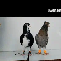 ۵ تا کفتر|پرنده|تربتحیدریه, یحیی آباد|دیوار